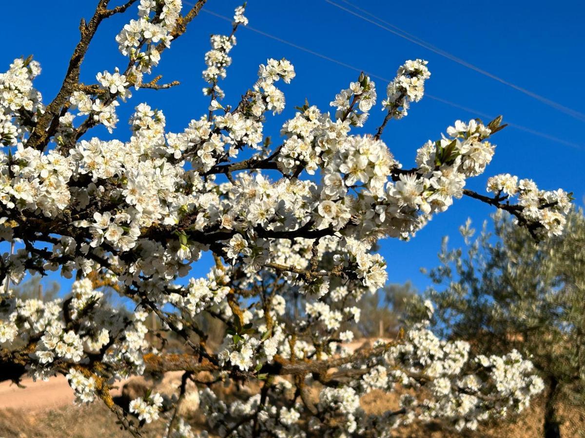 Refugio Andaluz Con Piscina Entre Olivos Villanueva de Tapia Eksteriør billede