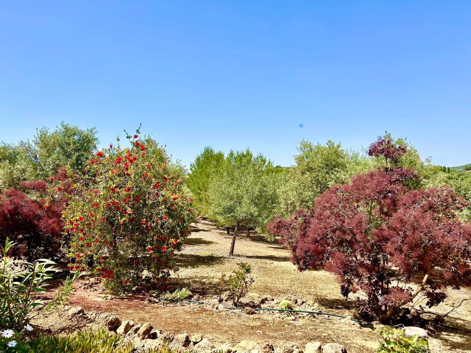 Refugio Andaluz Con Piscina Entre Olivos Villanueva de Tapia Eksteriør billede