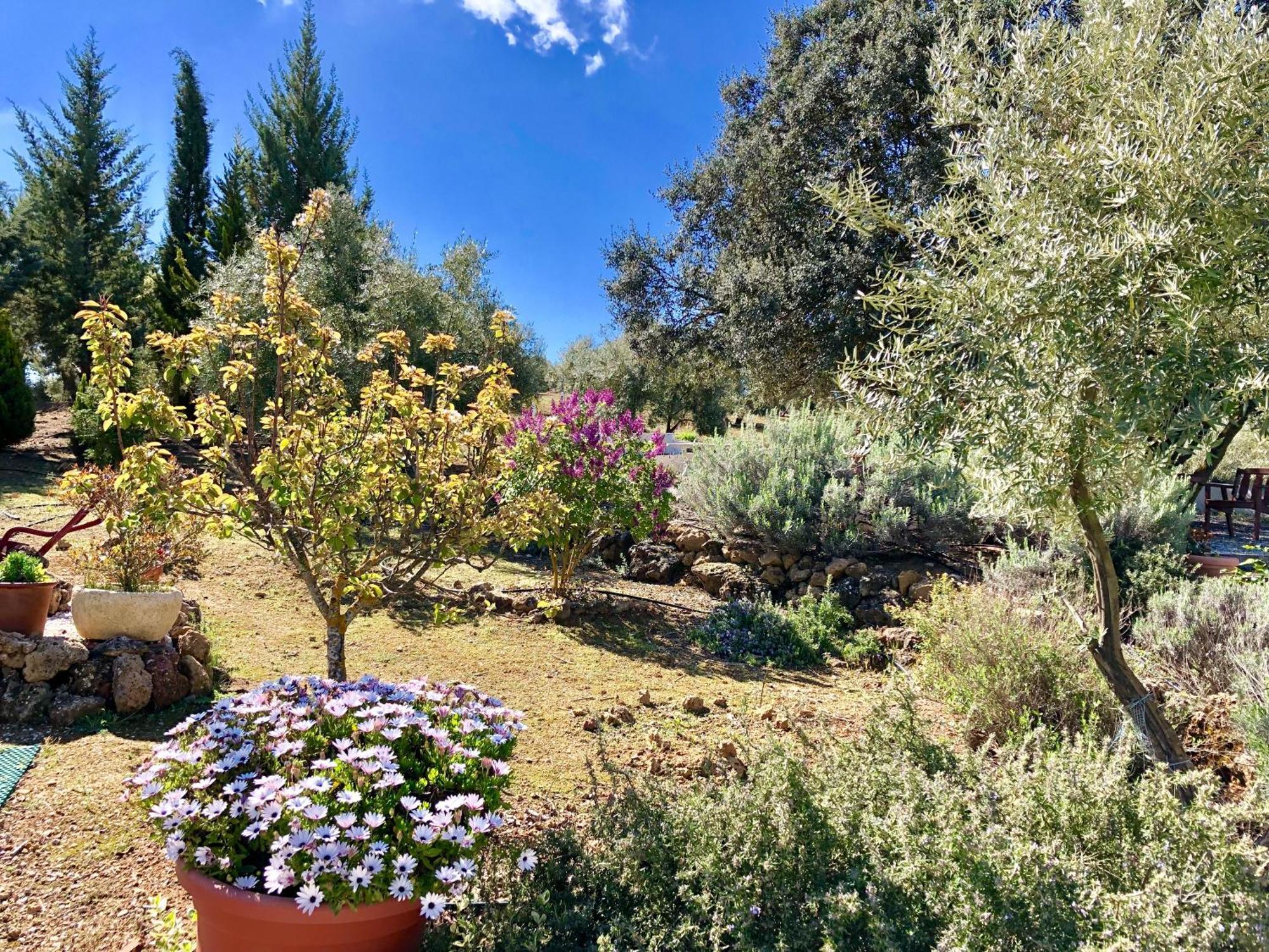 Refugio Andaluz Con Piscina Entre Olivos Villanueva de Tapia Eksteriør billede